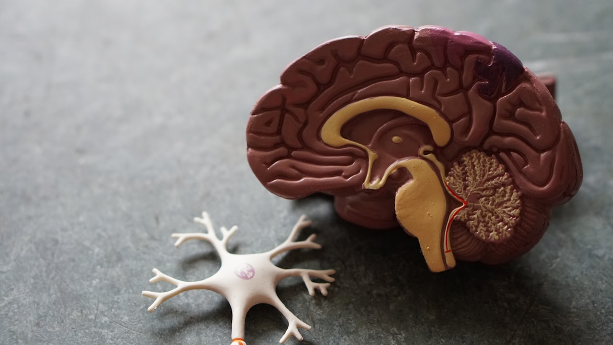 Brain neuroscience - NMDAR/TRPM4 death complex
