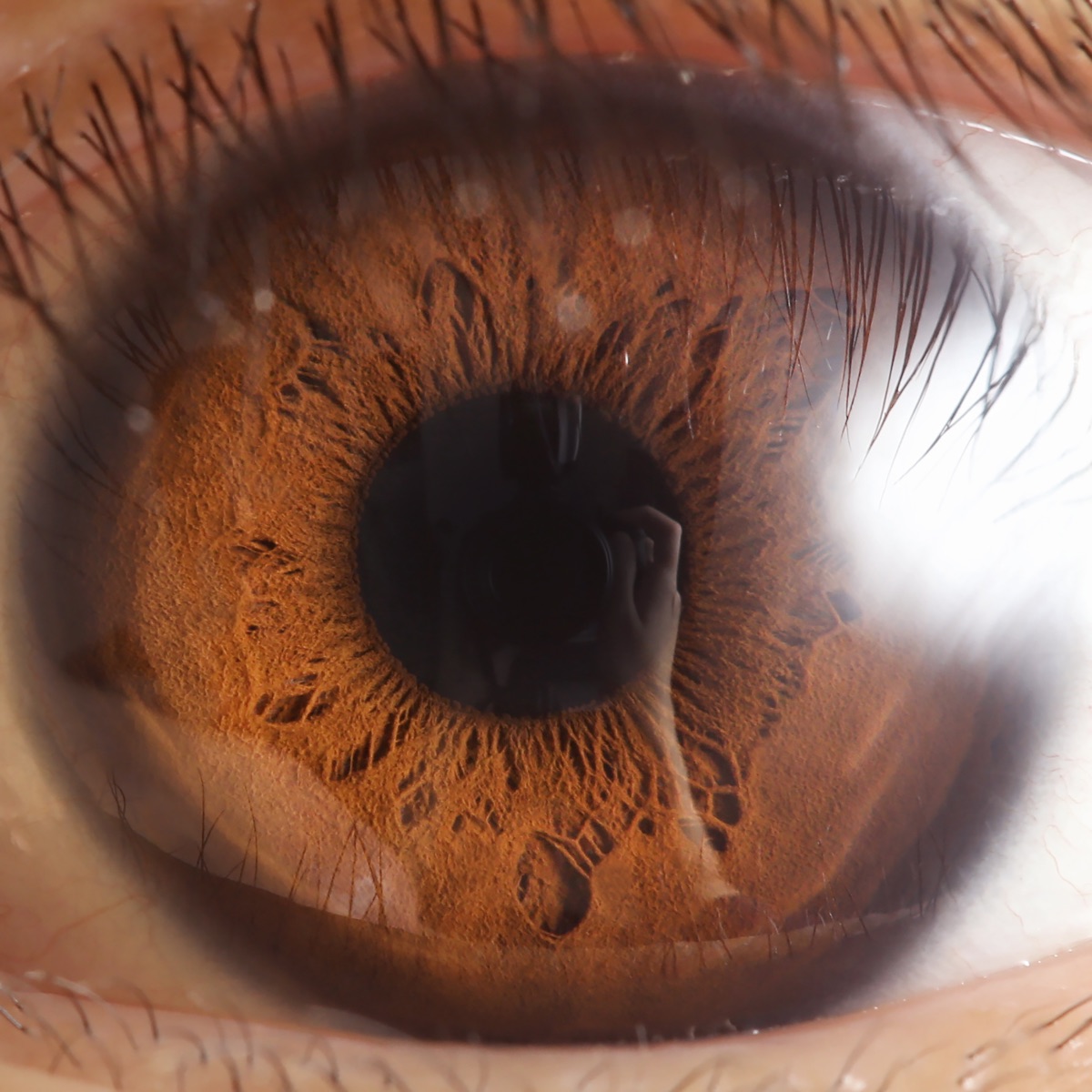 Macro close-up photograph of a human eye, showing the iris, pupil and limbal ring, illustrating a Johns Hopkins study on how the retina's foveola builds sharp central vision