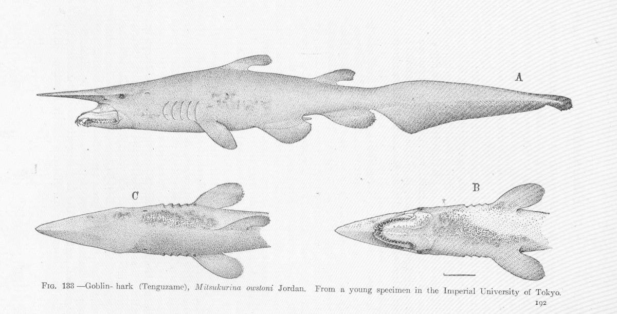 A historical scientific illustration of the goblin shark (Mitsukurina owstoni), a deep-sea living fossil that was filmed alive in its natural habitat for the first time in 2026 (representative public-domain illustration; the actual expedition footage is copyrighted).