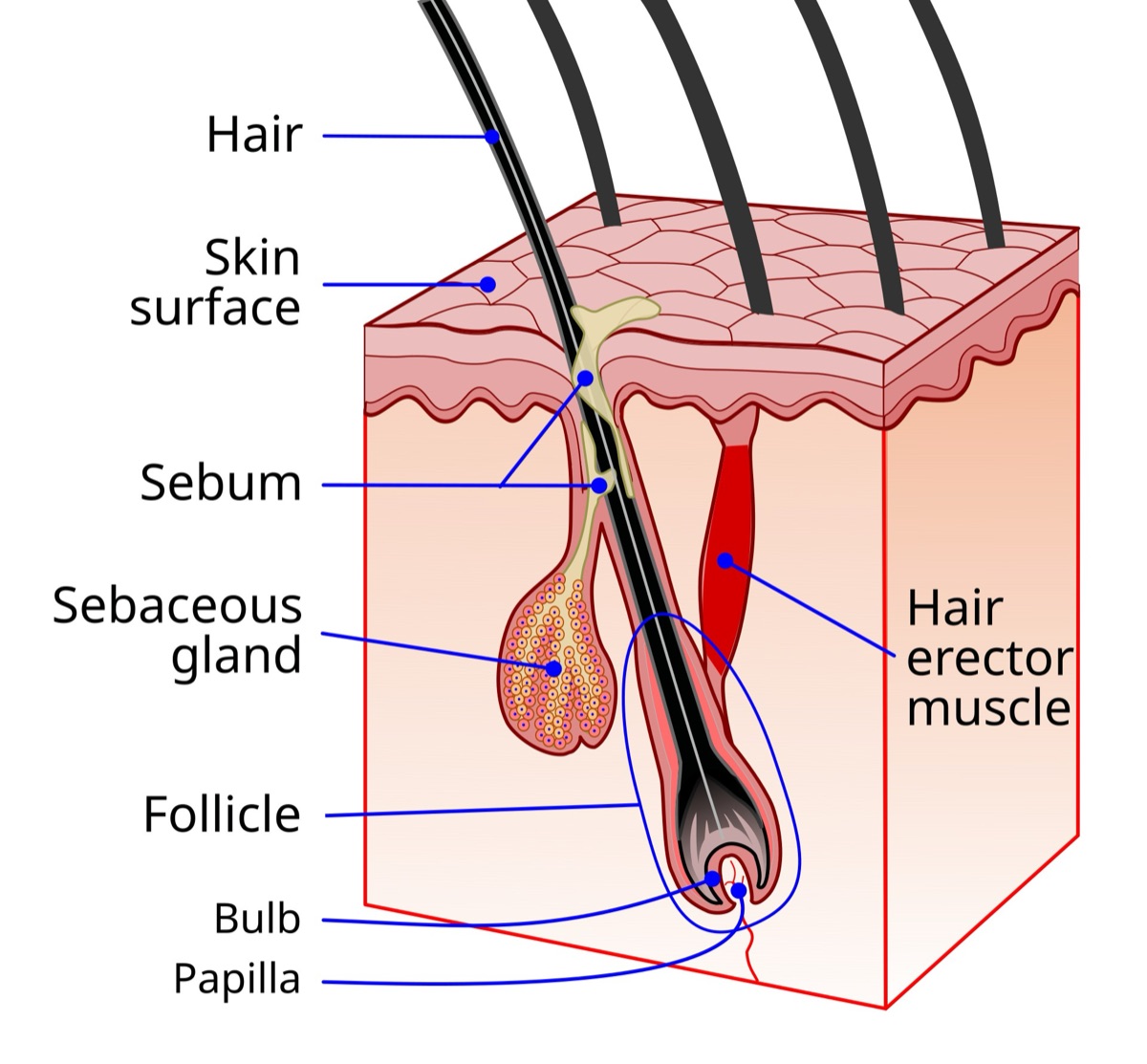 Labeled anatomical cross-section diagram of a hair follicle in skin, showing the hair shaft, sebaceous gland, follicle, bulb and dermal papilla - illustrating where the outer root sheath actively pulls the growing hair upward.