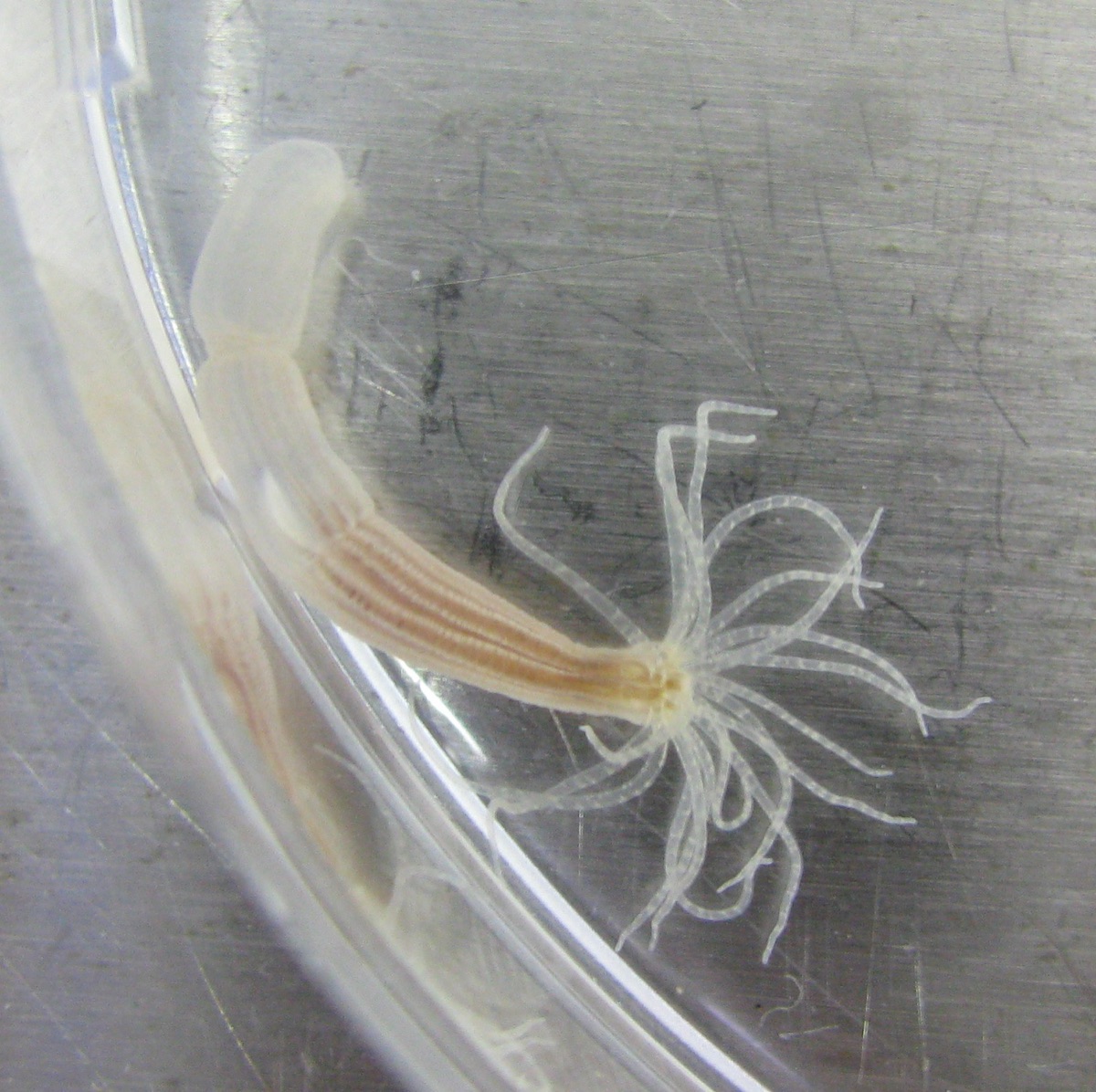 The starlet sea anemone Nematostella vectensis, the lab model organism whose CARDIB protein revealed an alternative evolutionary path for antiviral defense