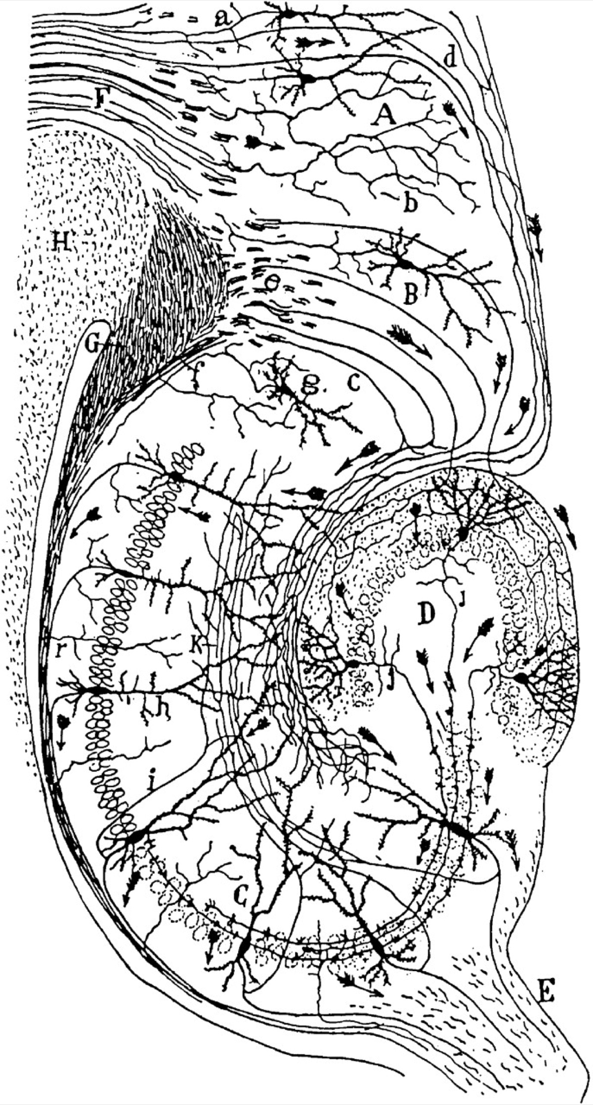 Santiago Ramon y Cajal's classic ink drawing of the hippocampus, the brain's memory hub - illustrating a study on how the tau protein organizes engram cells to form lasting long-term memories.
