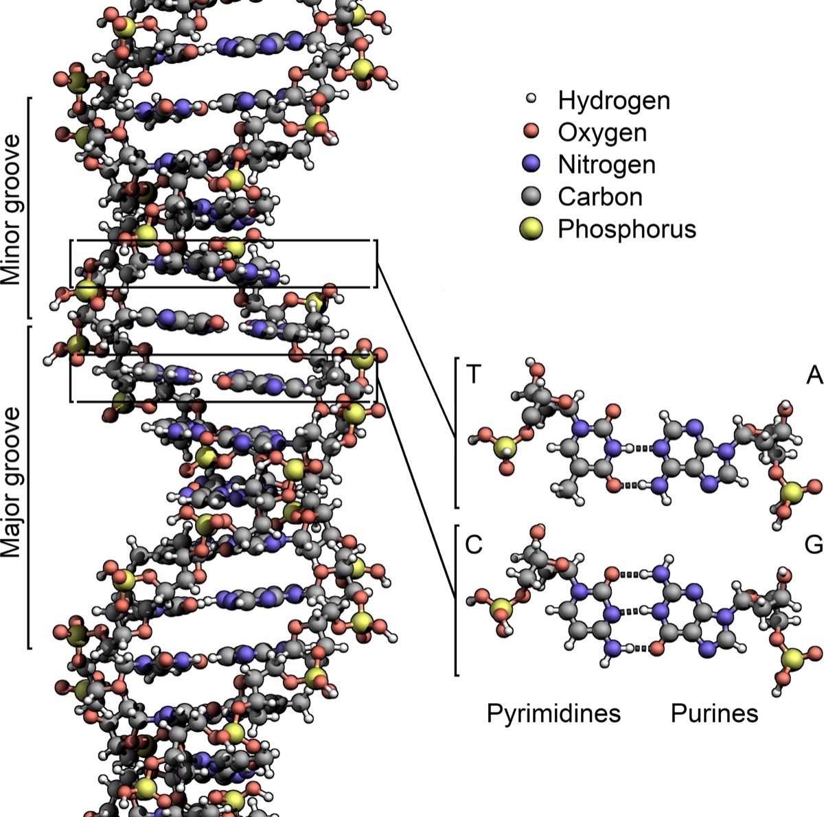A labelled diagram of the DNA double helix: two antiparallel sugar-phosphate backbones twisted around each other, with the paired bases (adenine-thymine and guanine-cytosine) forming the rungs, held together by hydrogen bonds. Illustration by Zephyris, Wikimedia Commons, CC BY-SA 3.0.